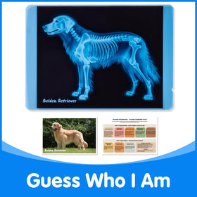 Odoorgames animal-card cat supports imaginative vet play with quick reference cues