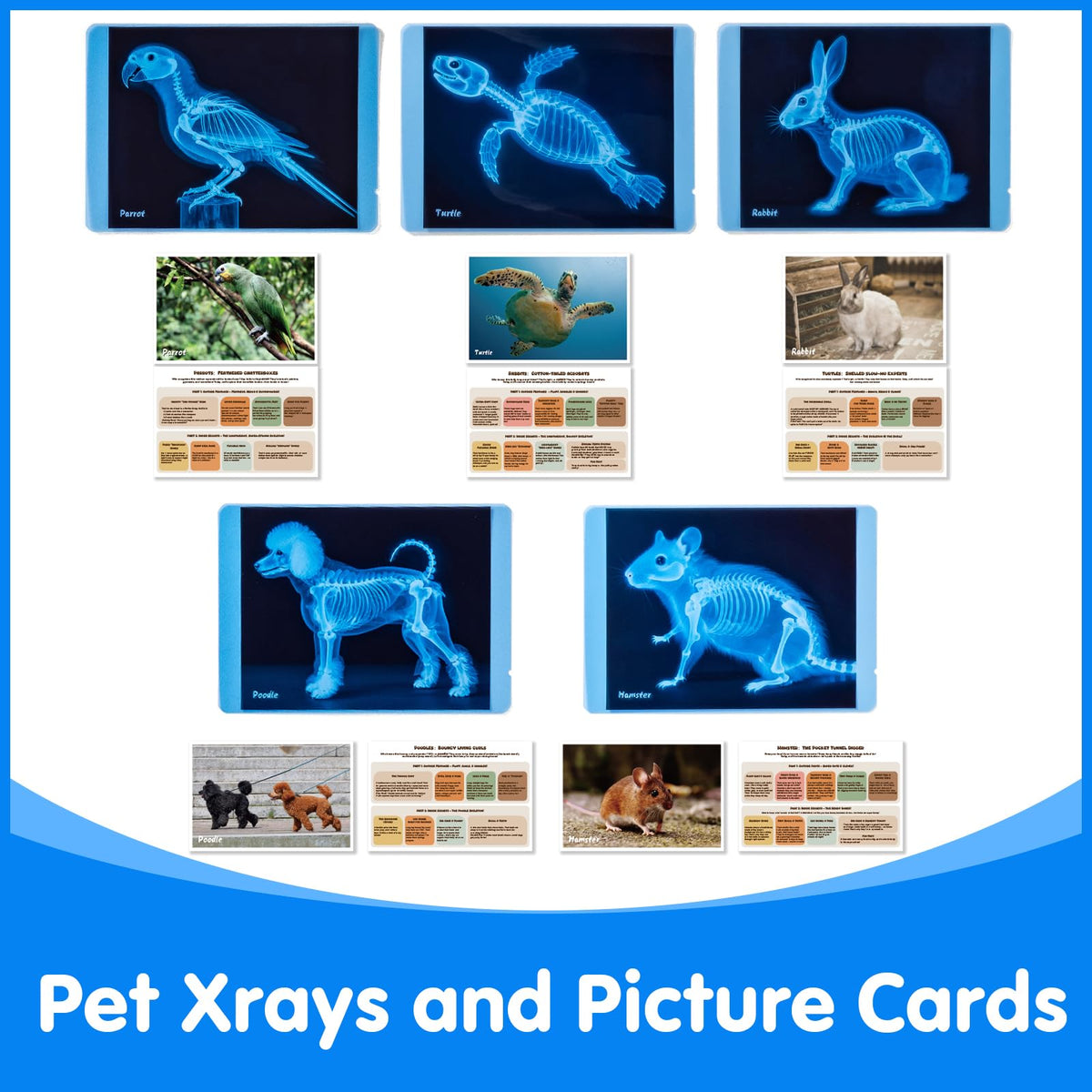 Odoorgames animal-card dog helps connect pets to real-world care scenarios