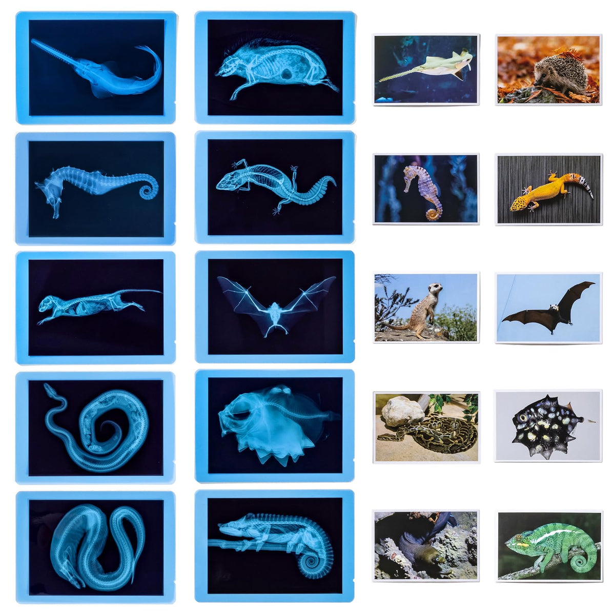 Odoorgames matching-photos prompt animal identification and memory skills