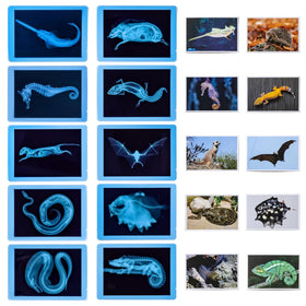 Odoorgames matching-photos prompt animal identification and memory skills