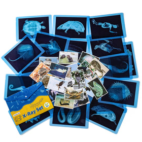 Odoorgames animal X-ray set for hands-on exploration across species