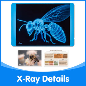 Odoorgames Insect Xrays ant Xray reveals antennae and segmentation for curious minds
