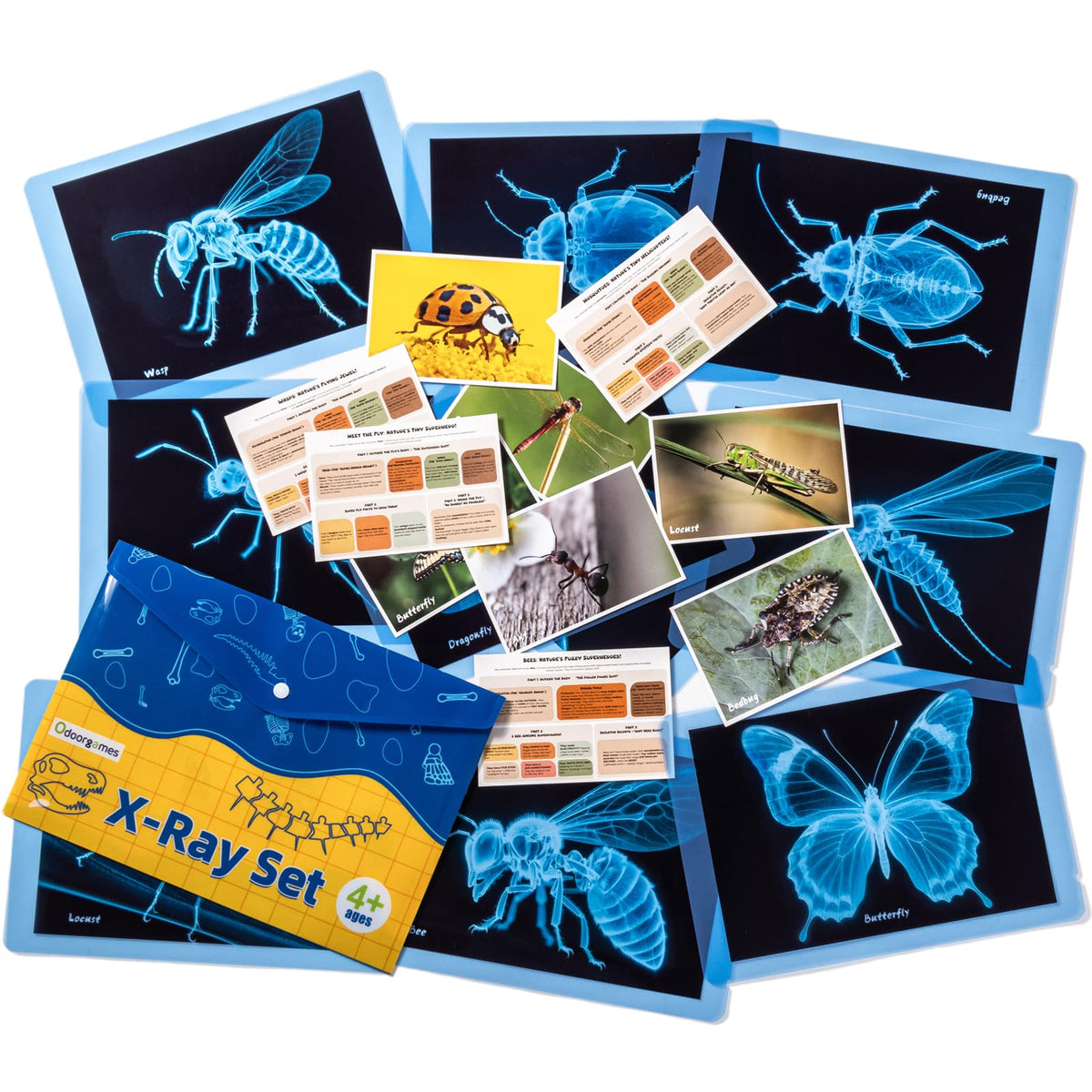 Odoorgames Insect Xrays butterfly Xray shows delicate wings for early biology exploration