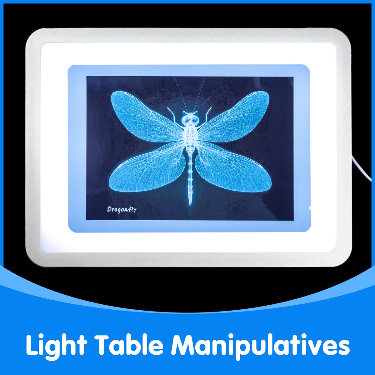 Odoorgames Insect Xrays fly Xrays invites quick comparisons of small features under backlight