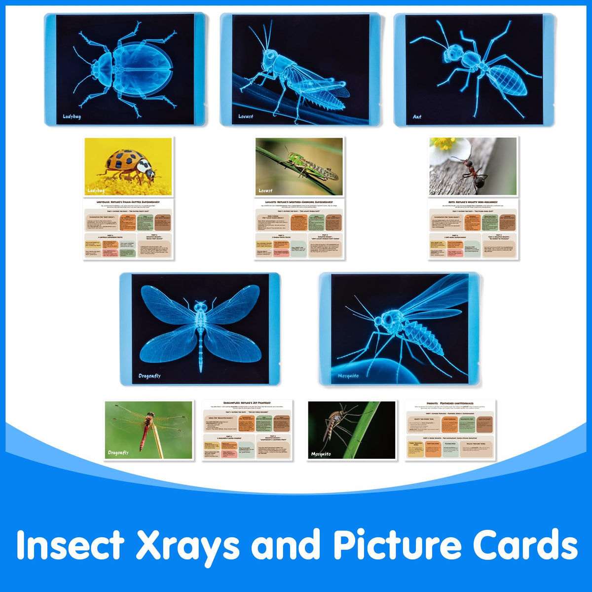 Odoorgames Insect Xrays grasshopper Xray shows legs and thorax in glowing detail for study