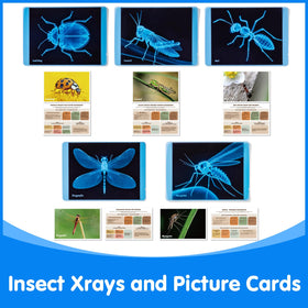 Odoorgames Insect Xrays grasshopper Xray shows legs and thorax in glowing detail for study