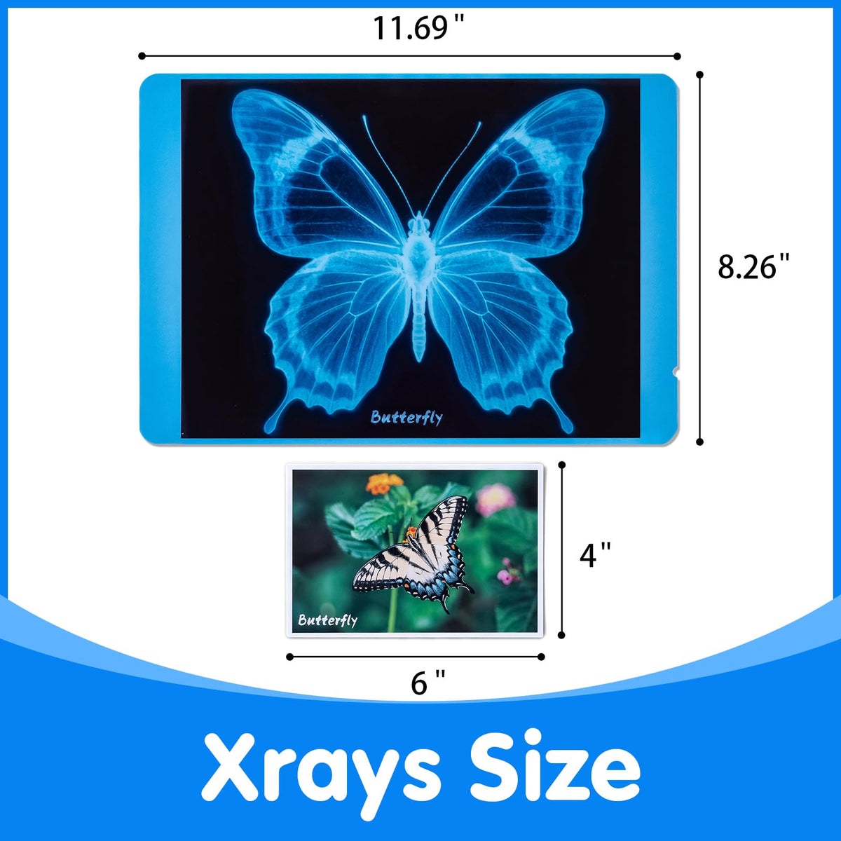 Odoorgames Insect Xrays ladybug Xray reveals segmented body for hands-on learning