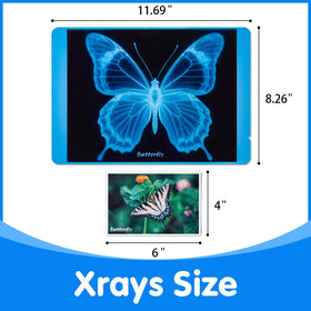 Odoorgames Insect Xrays ladybug Xray reveals segmented body for hands-on learning