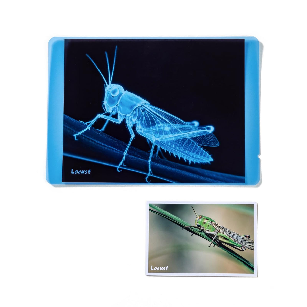 Odoorgames Insect Xrays Light Table Setup demonstrates glow-ready educational play
