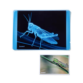 Odoorgames Insect Xrays Light Table Setup demonstrates glow-ready educational play