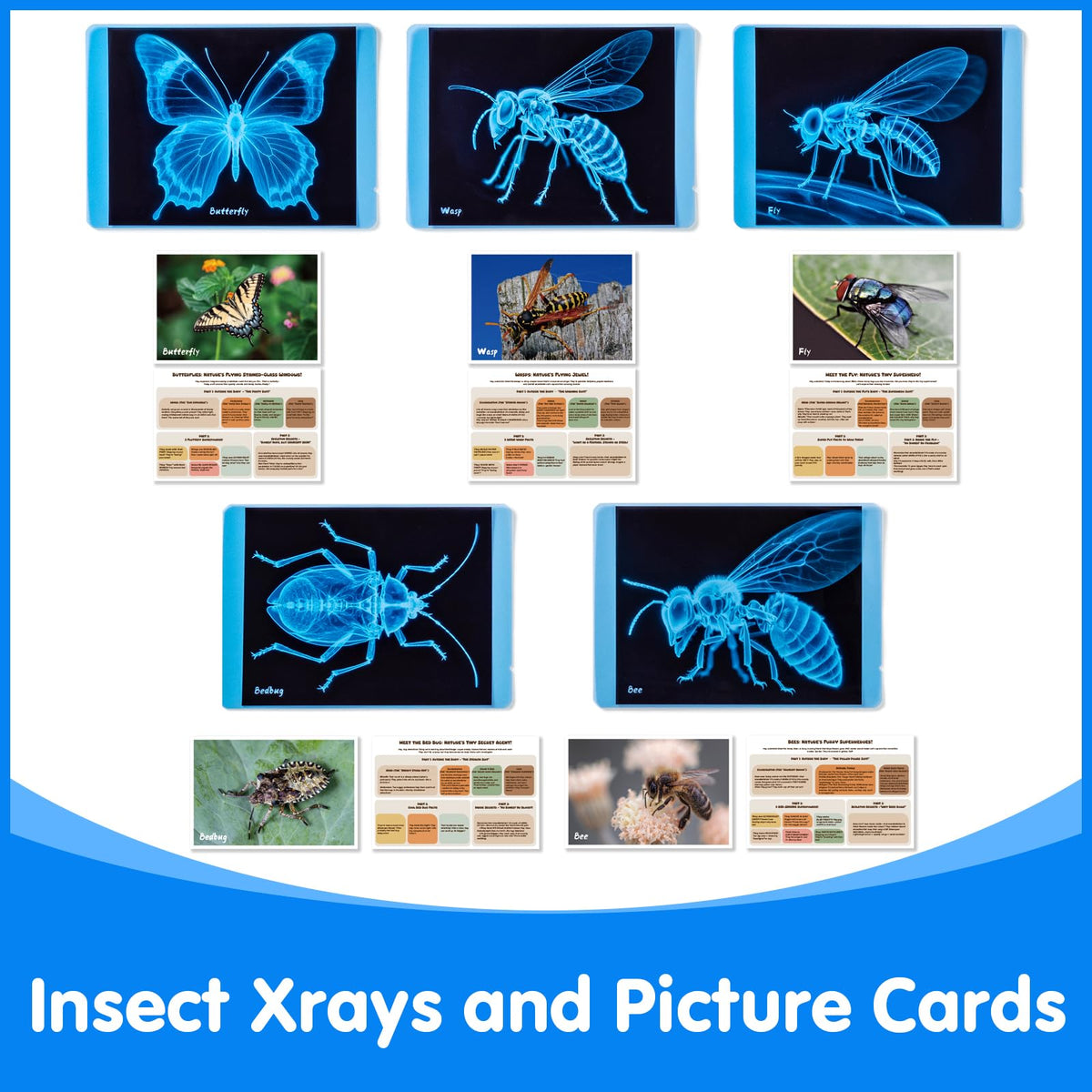Odoorgames Insect Xrays wasp Xray supports curiosity about anatomy and function