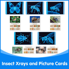 Odoorgames Insect Xrays wasp Xray supports curiosity about anatomy and function