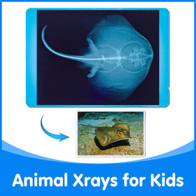Odoorgames light-table-ready X-rays illuminate bones for detailed study