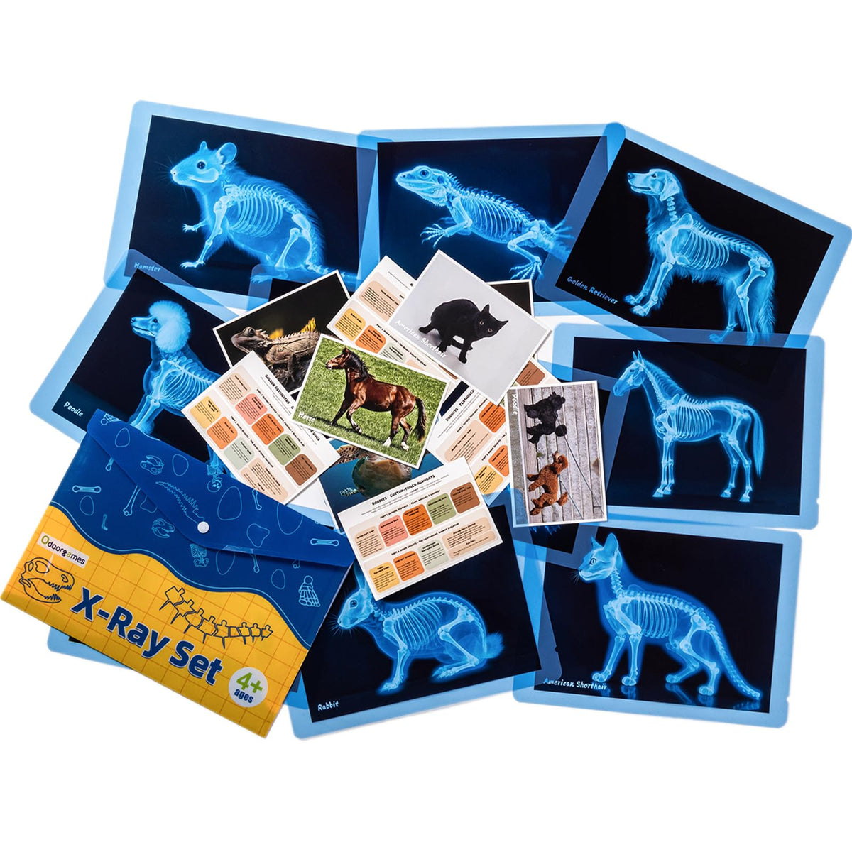 Odoorgames pet X-ray dog skeleton helps kids learn canine anatomy during pretend vet visits