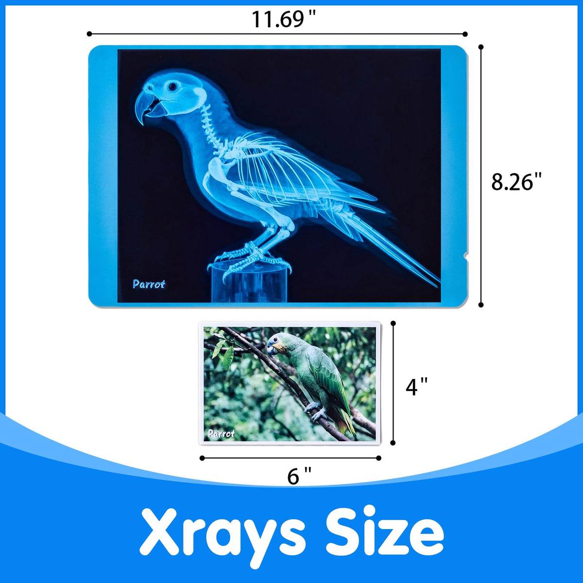 Odoorgames pet X-ray fish skeleton invites hands-on learning of aquatic anatomy