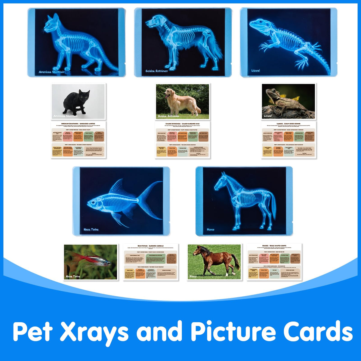 Odoorgames pet X-ray horse skeleton broadens understanding of large-animal anatomy