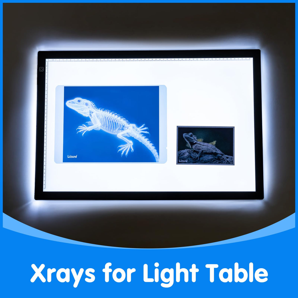 Odoorgames pet X-ray lizard skeleton sparks exploration of reptile structure