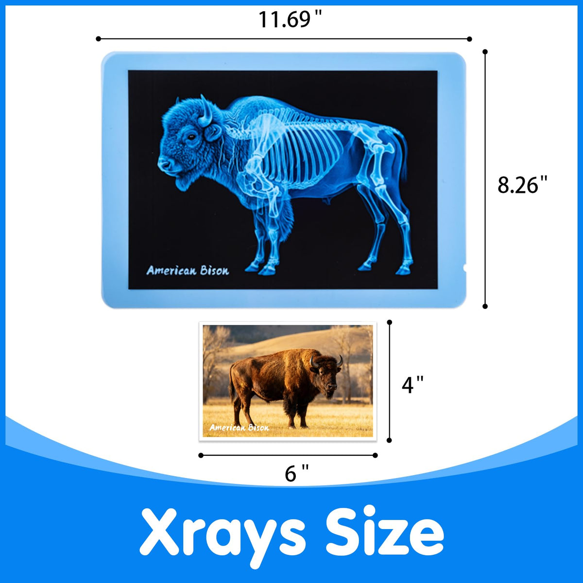 Odoorgames Zoo Animal Xray cards set shows clear bone structures for early science curiosity.