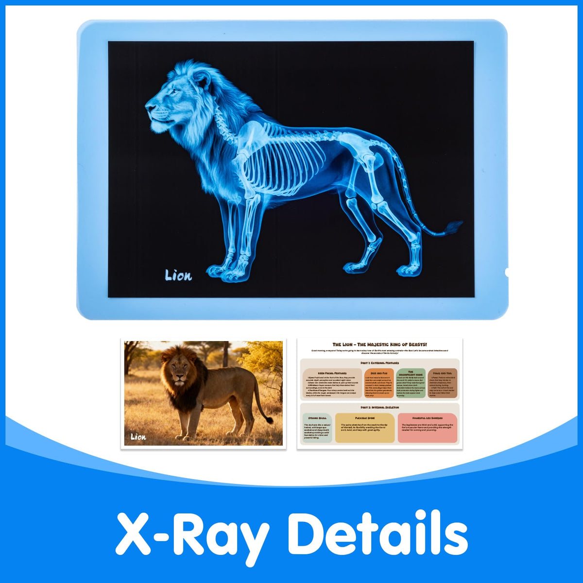 Odoorgames Zoo Animal Xray images on a light table spark engaging visual learning.