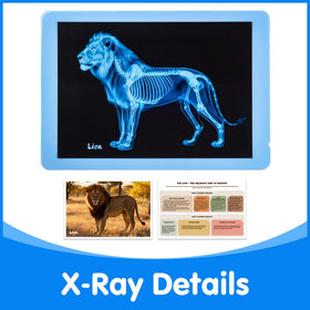 Odoorgames Zoo Animal Xray images on a light table spark engaging visual learning.