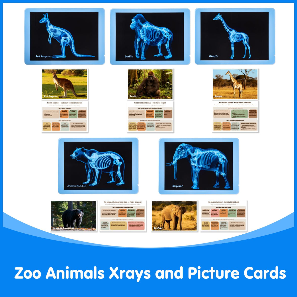 Odoorgames Zoo Animal Xray kit supports hands-on science that feels practical and fun.