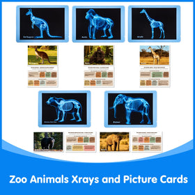 Odoorgames Zoo Animal Xray kit supports hands-on science that feels practical and fun.