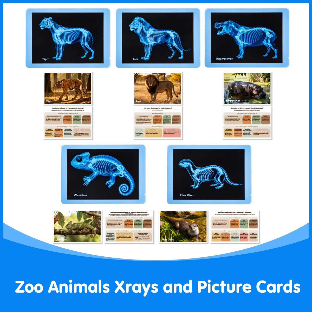 Odoorgames Zoo Animal Xray set offers durable cards for long-term classroom or home use.