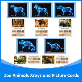 Odoorgames Zoo Animal Xray set offers durable cards for long-term classroom or home use.
