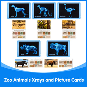 Odoorgames Zoo Animal Xray play aids curiosity during exploration of carnivores, herbivores, and omnivores.