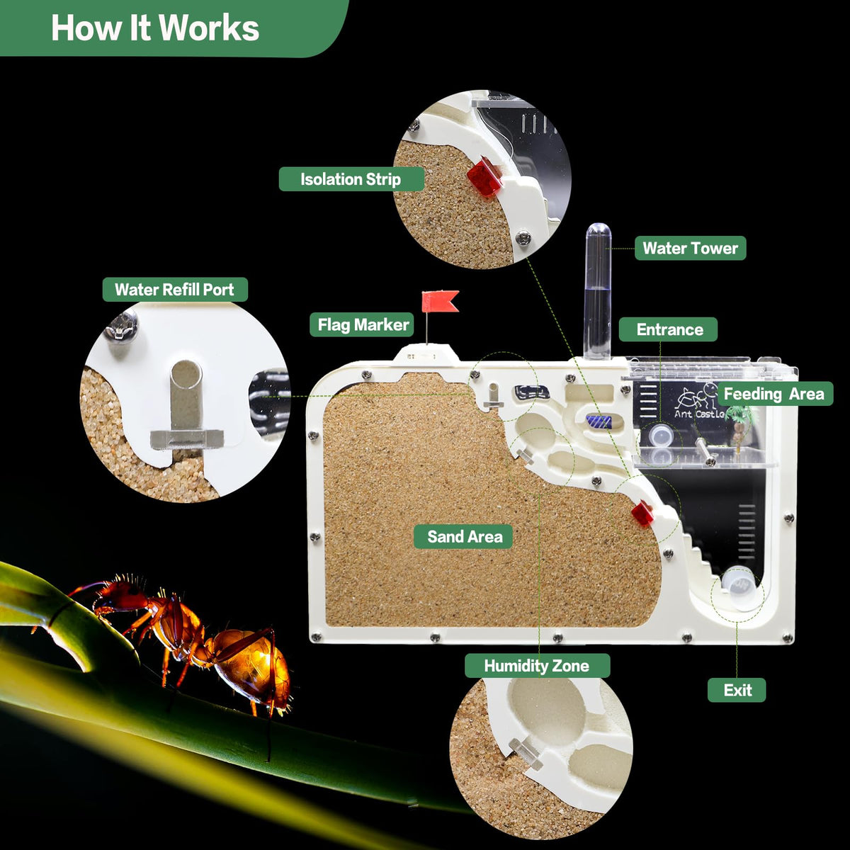 Feeding and egg laying zones arranged for organized ant observation in the castle.