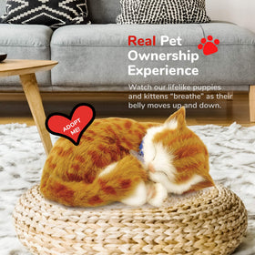 Perfect Petzzz Orange Tabby Cat relaxed pose for cozy moments