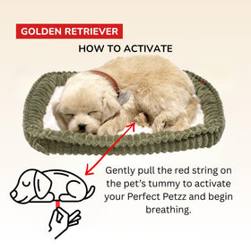 Perfect Petzzz realistic eyes detail shows lifelike expression.