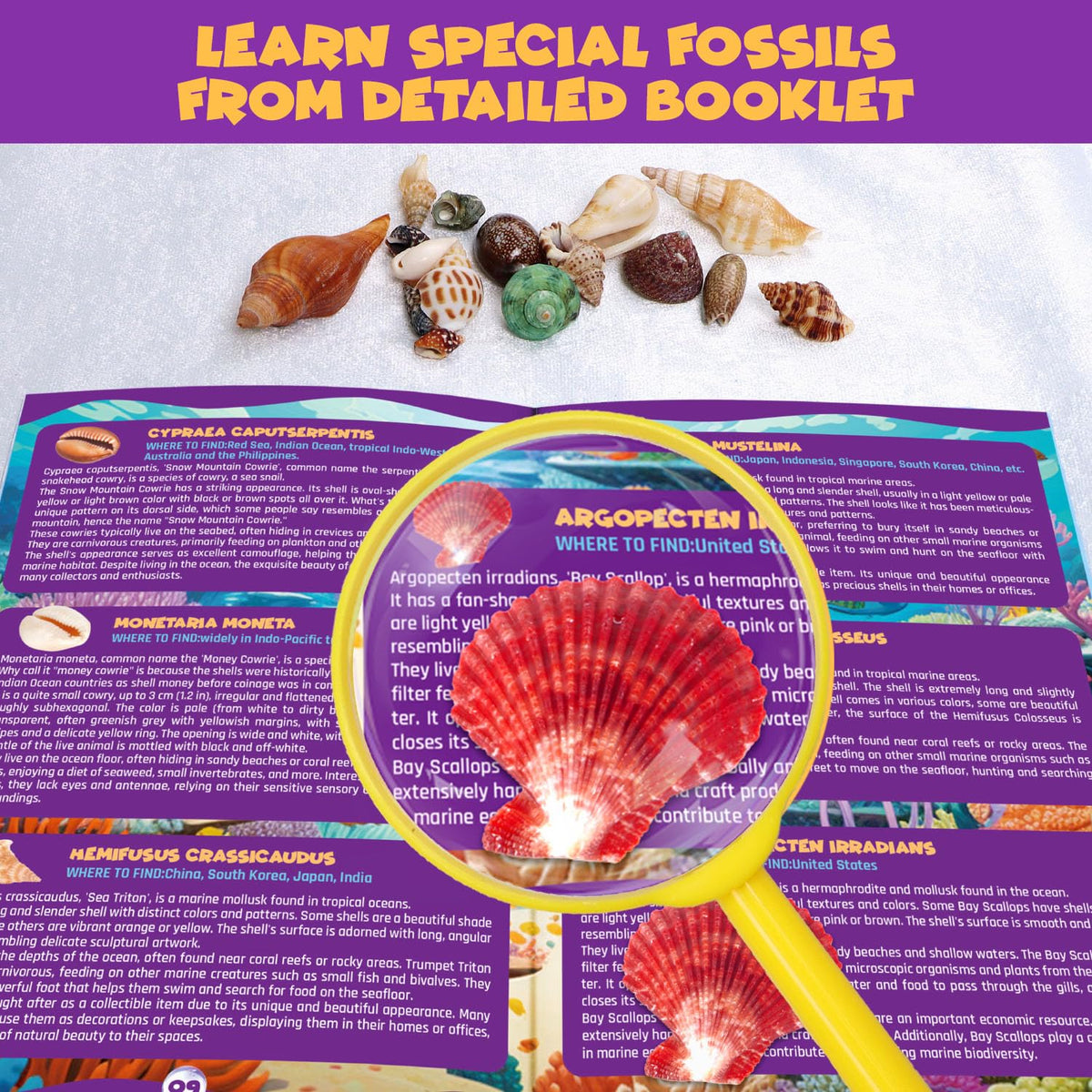 PIBEX marine archaeology activity boosts hands-on curiosity at home or class.