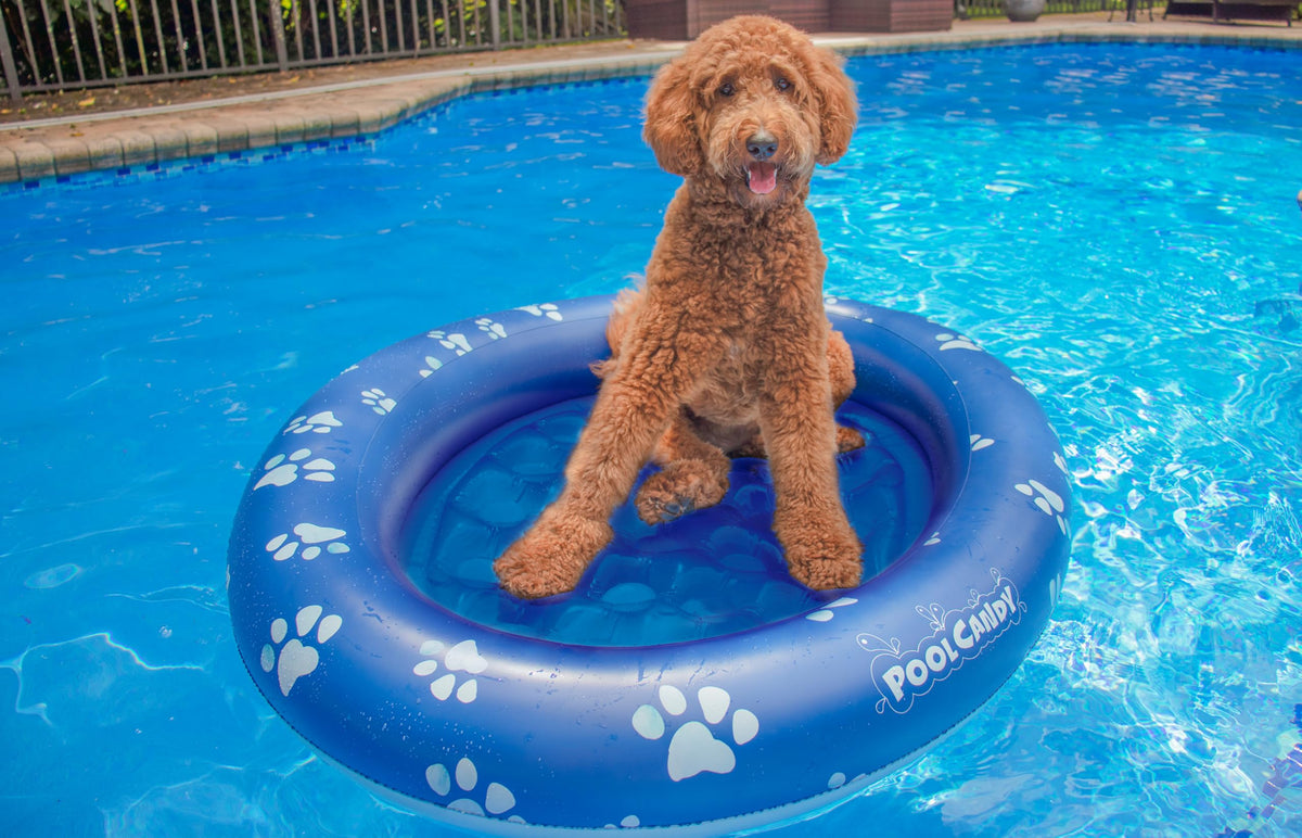 PoolCandy large dog float made of durable PVC for active summer play