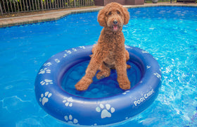 PoolCandy large dog float made of durable PVC for active summer play
