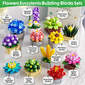 QiqoPoyee succulent pieces with pots ideal for family DIY projects