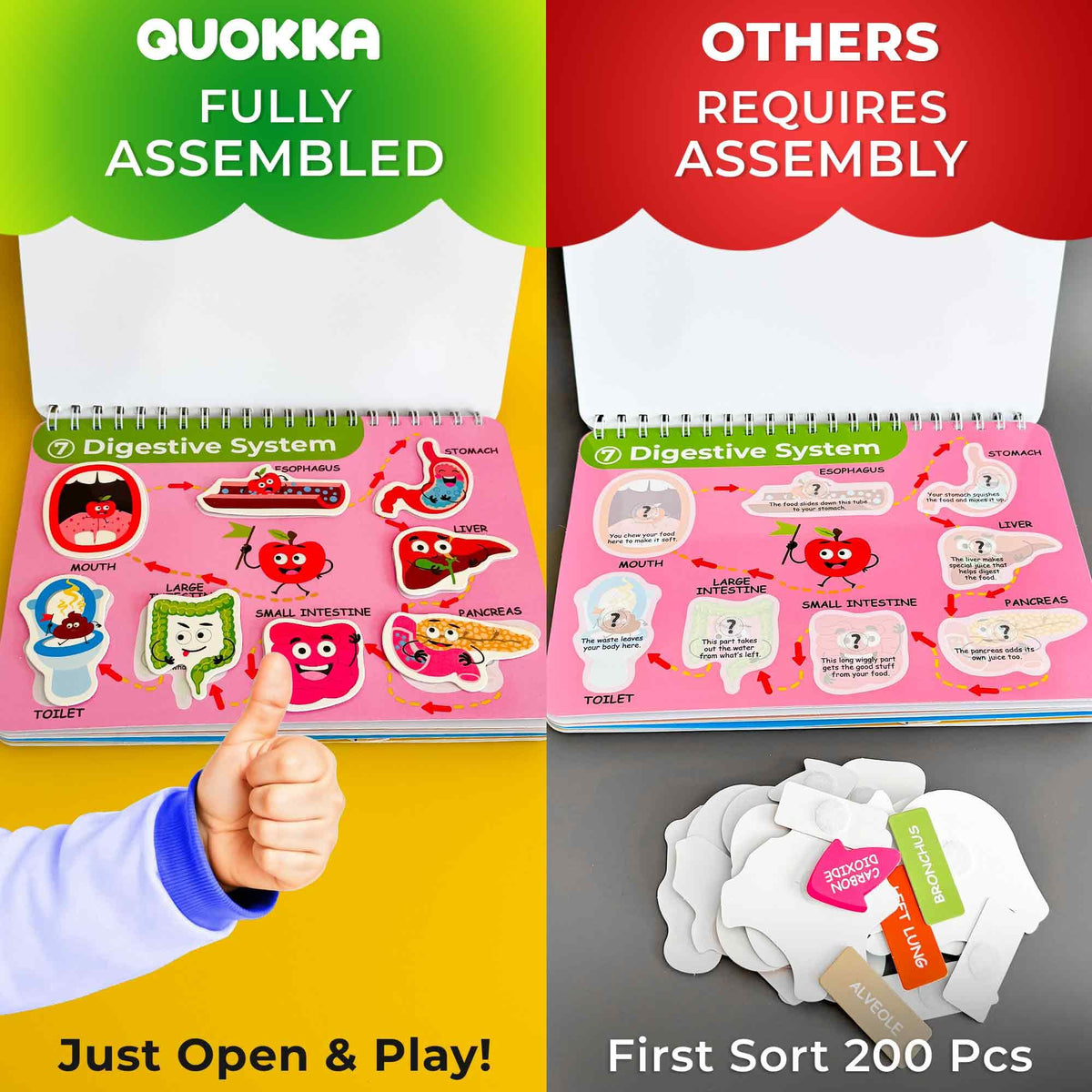 QUOKKA brain and organs page offers interactive exploration to boost curiosity and memory.