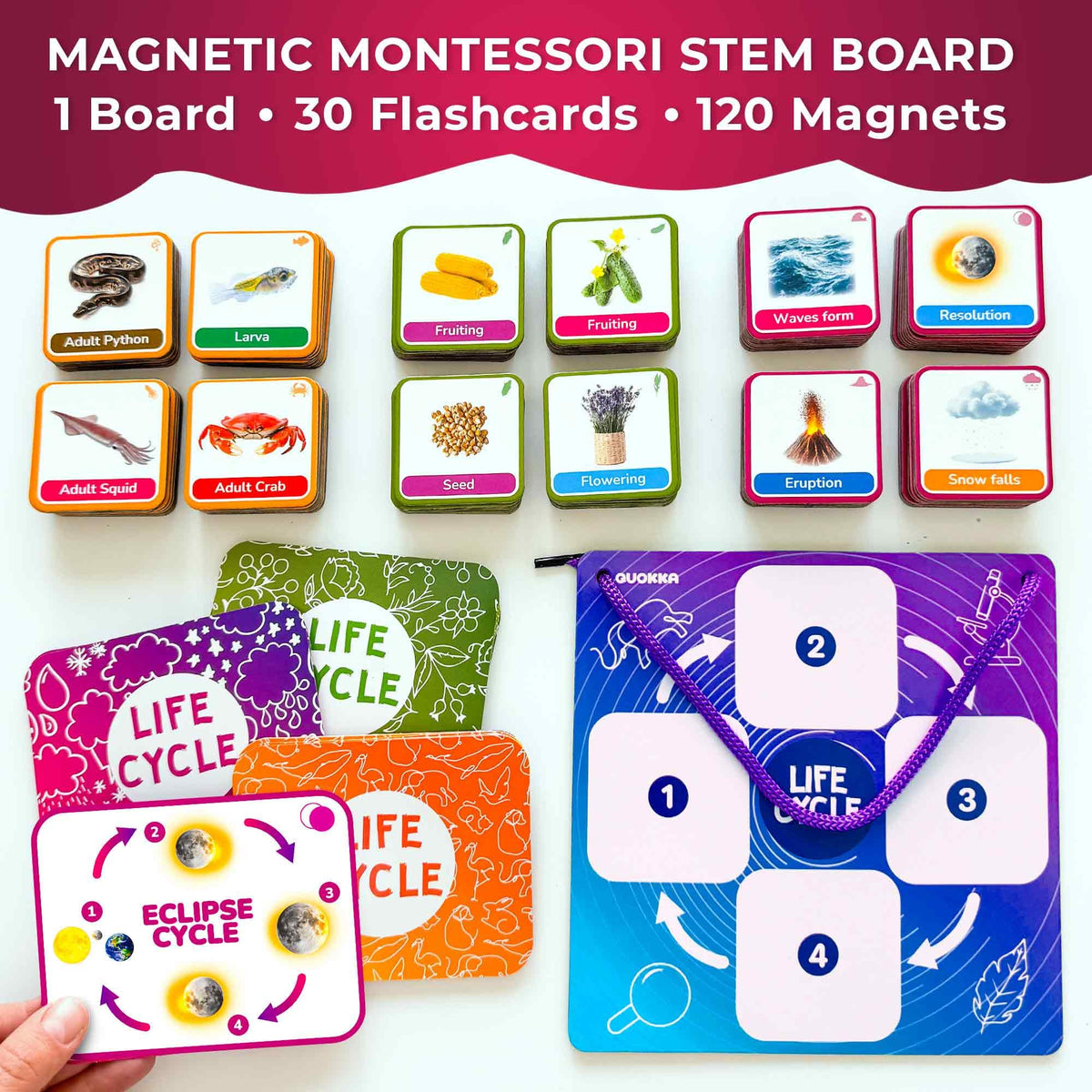 QUOKKA Life CycleToys animals cards in play mode for hands-on exploration