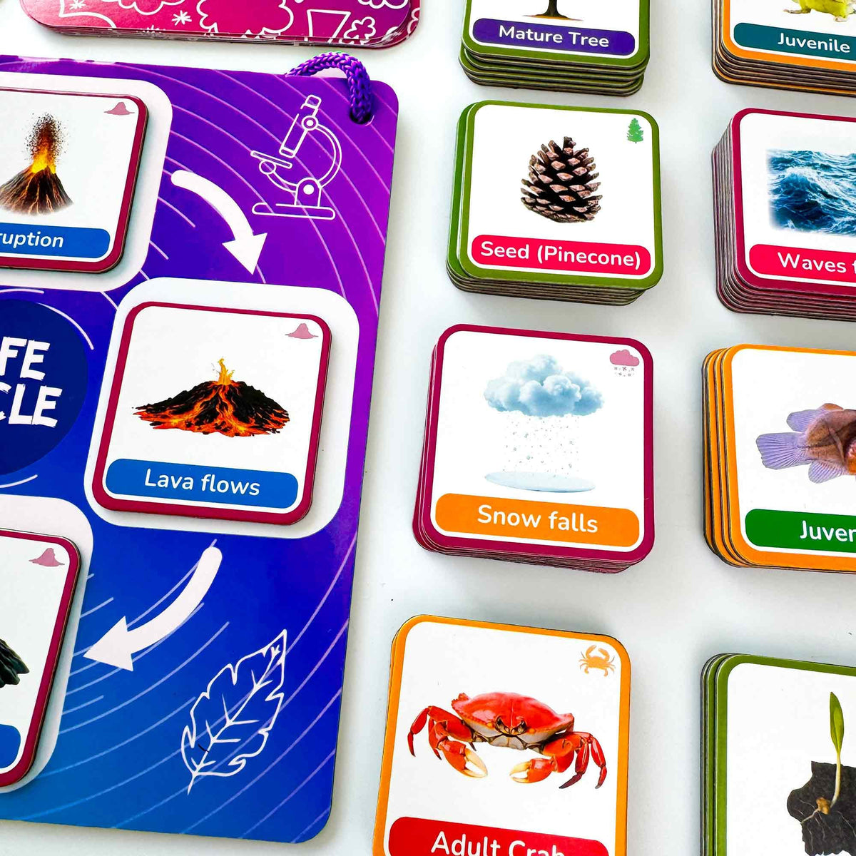 QUOKKA Life CycleToys magnets on board enable hands-on sorting