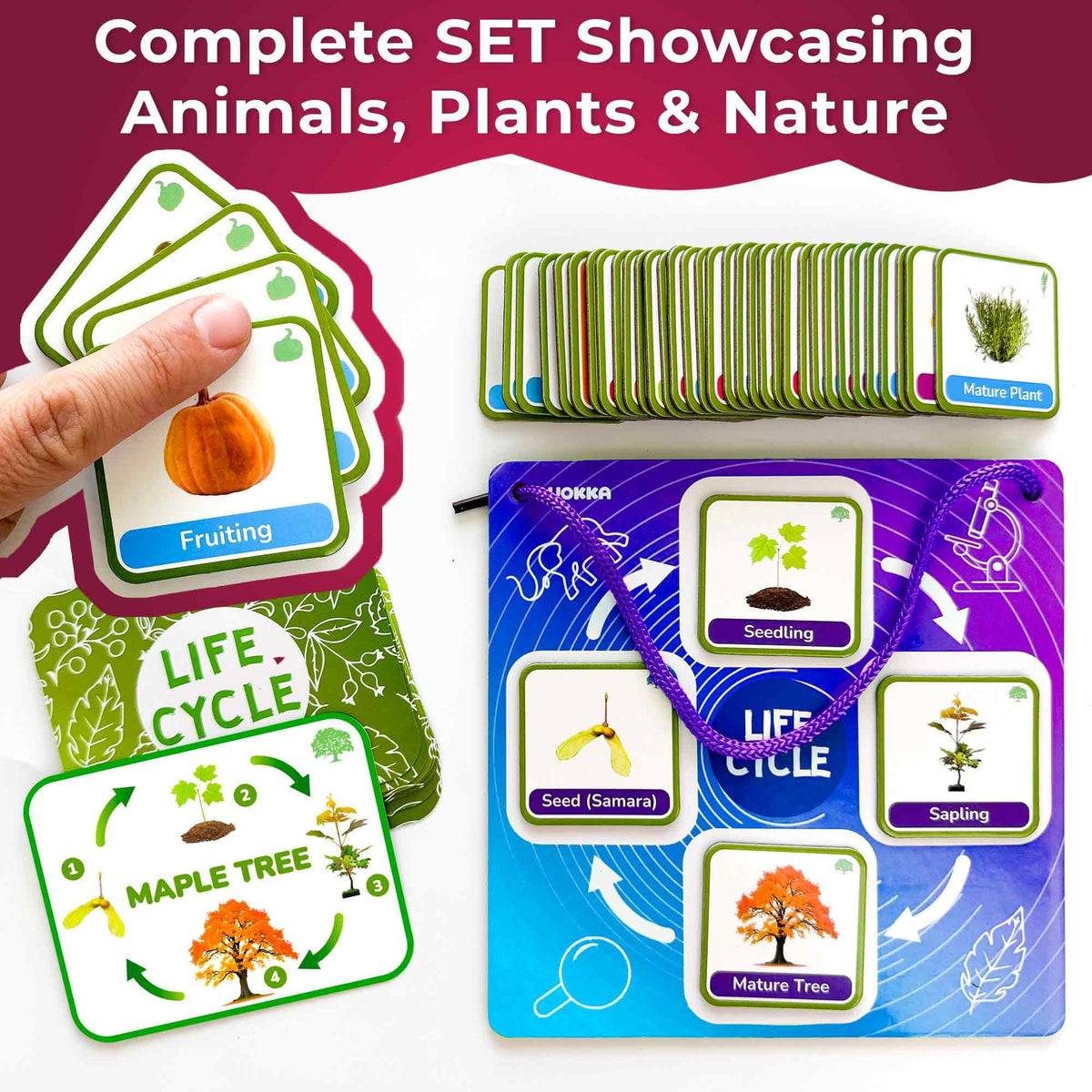 QUOKKA Life CycleToys nature events cards highlight seasonal changes
