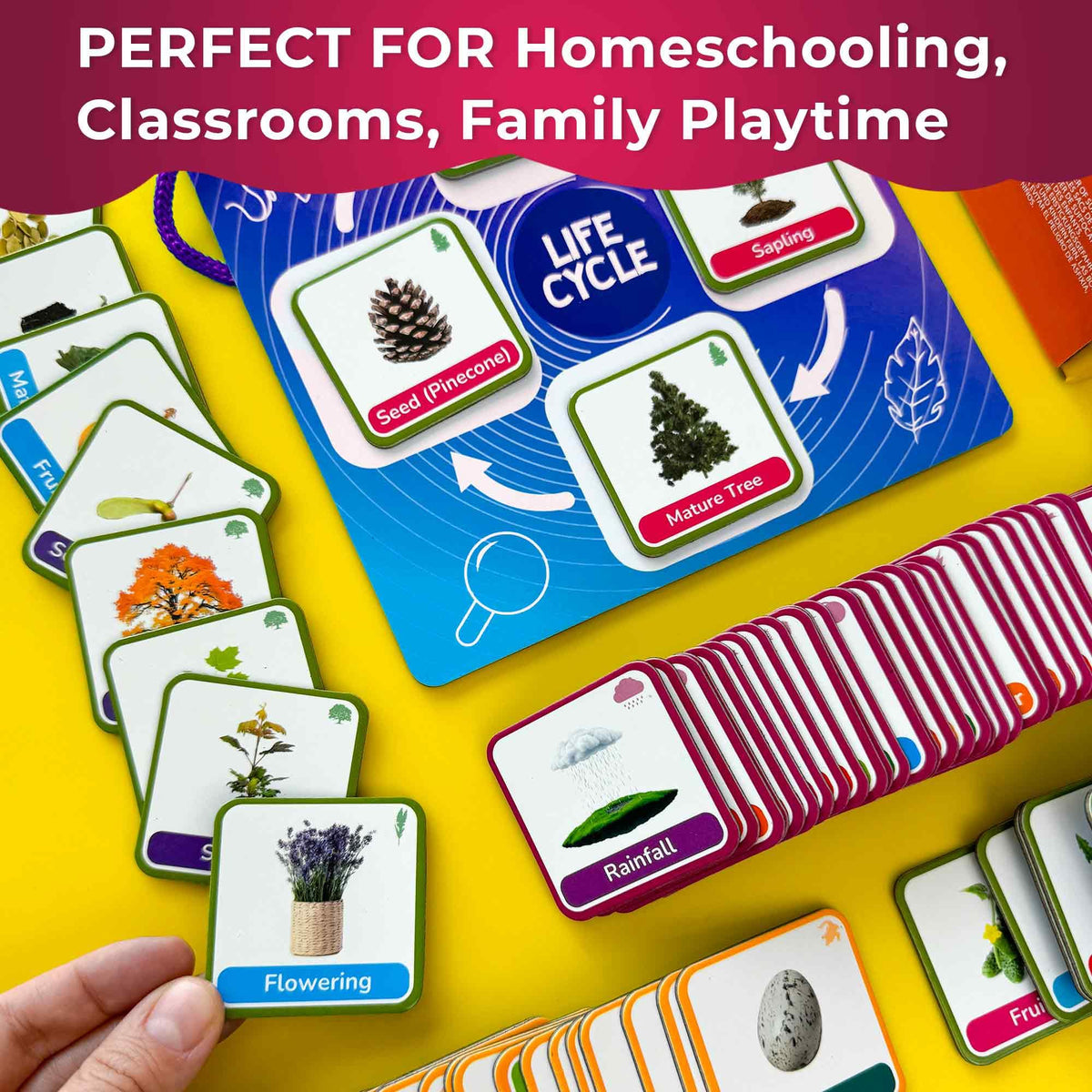QUOKKA Life CycleToys nature events cards set for life cycle lessons