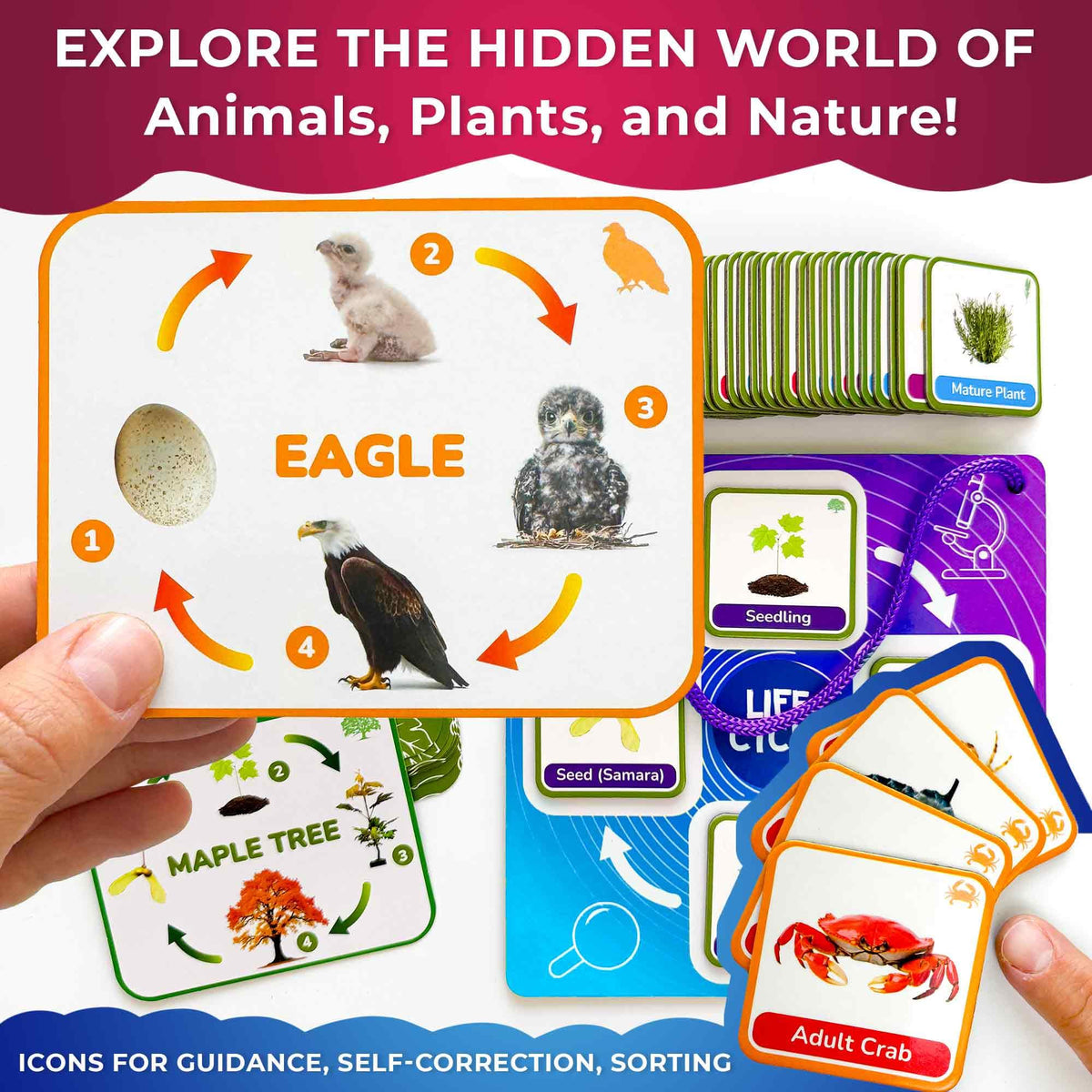 QUOKKA Life CycleToys plant cards used to explore growth stages