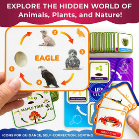 QUOKKA Life CycleToys plant cards used to explore growth stages