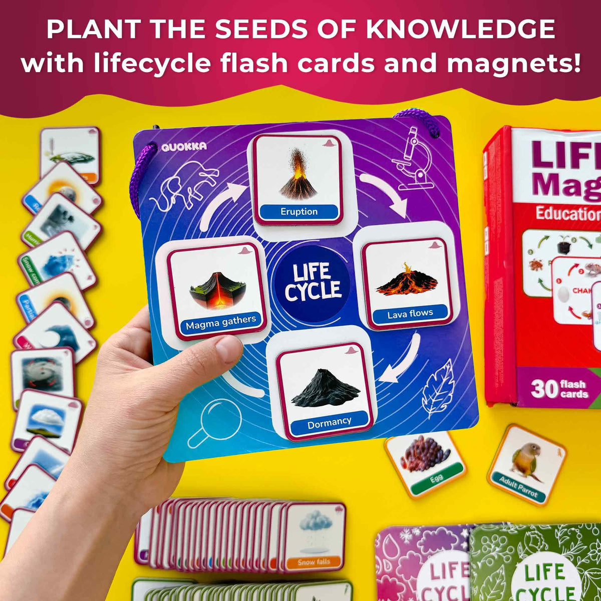 QUOKKA Life CycleToys plant cards set for early biology exploration