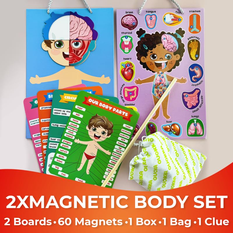QUOKKA magnetic puzzle poster muscular system encourages interactive exploration