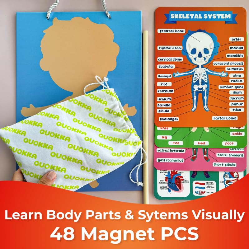 QUOKKA magnetic puzzle poster skeletal system supports early anatomy awareness