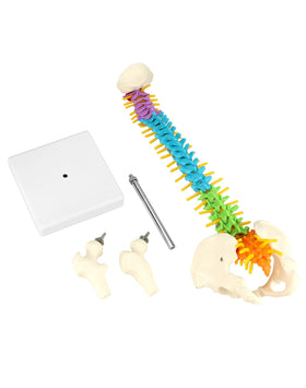 QWORK color coded cervical thoracic and lumbar regions for quick reference