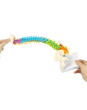 QWORK half size spine model stands at 45 cm for portable lessons