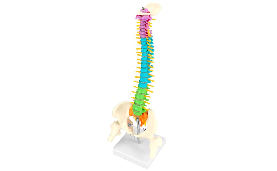 QWORK compact spine model suitable for classrooms and exhibitions