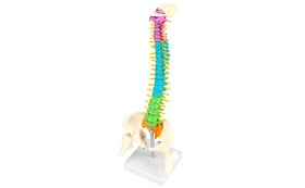 QWORK compact spine model suitable for classrooms and exhibitions